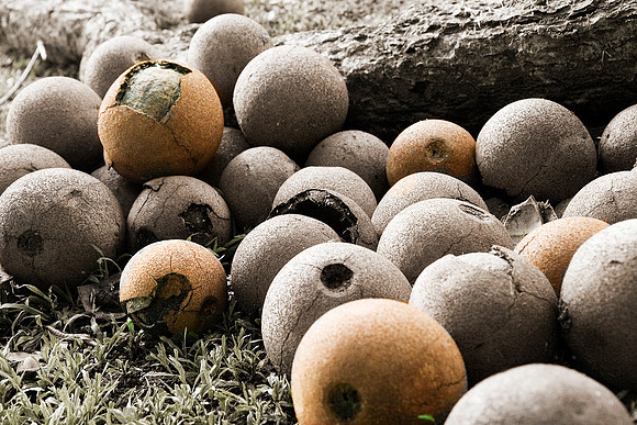 Are these nuts or fruit?